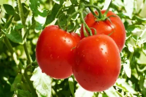 plantar tomates