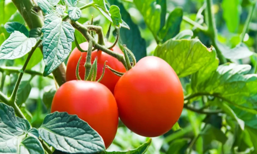 cultivar tomates