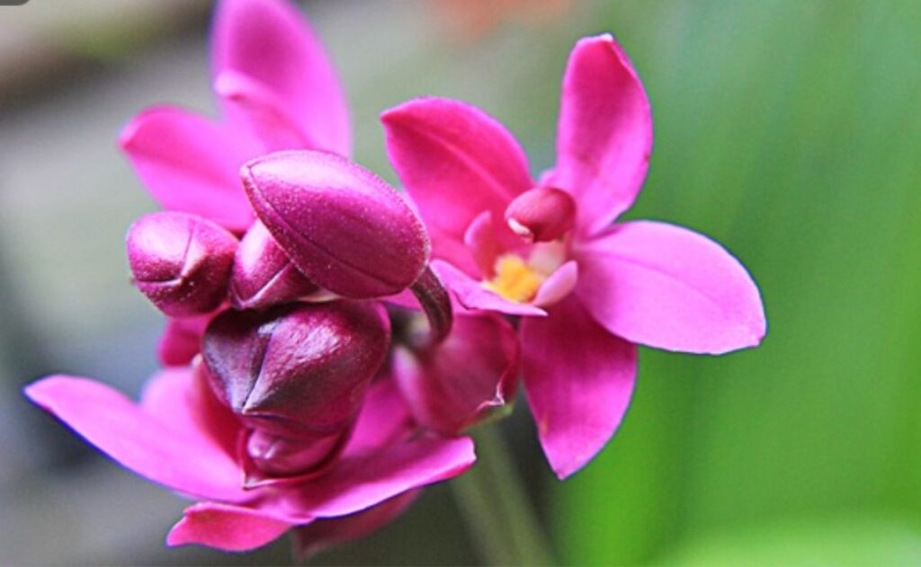 planta orquideas